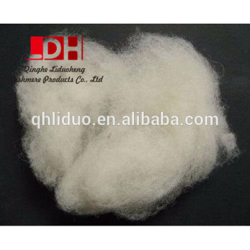 Fabricante dehaired y carded corderos blancos naturales fibra de lana 16.5mic / 34-36mm